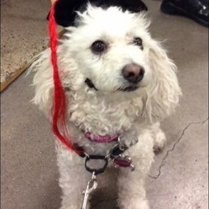 Meet your Posher, Janette